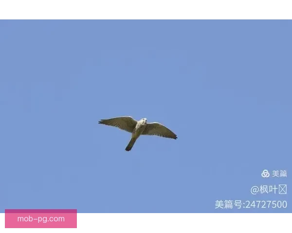 冲浪比分快报，实时掌握激情刹那