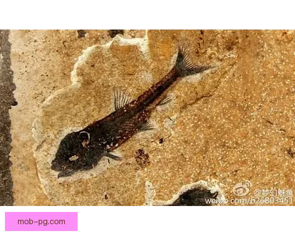 畅游直播间:留下海洋的踪迹 畅游直播间:留下海洋的踪迹